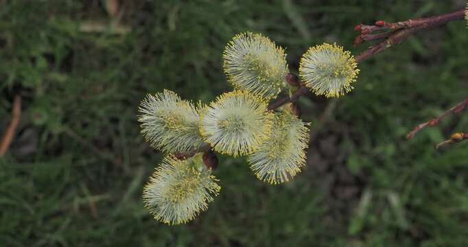 Kilmarnock weeping willow (Salix caprea 'Pendula'), cultivar ornamental shrub  with inflorescence of grey male catkins mop-head along stiffly pendulous shoot 