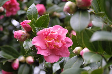 Obraz premium Pink and yellow Camellia x williamsii in flower.
