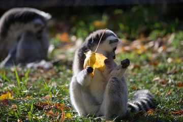 Naklejka premium Ring Tailed Lemur Playing with Leaves