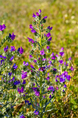 Obraz premium Purple vipers bugloss Echium vulgare wildflowers blooming in sunny field in spring