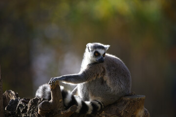 Naklejka premium Ring Tailed Lemur Sitting Gracefully