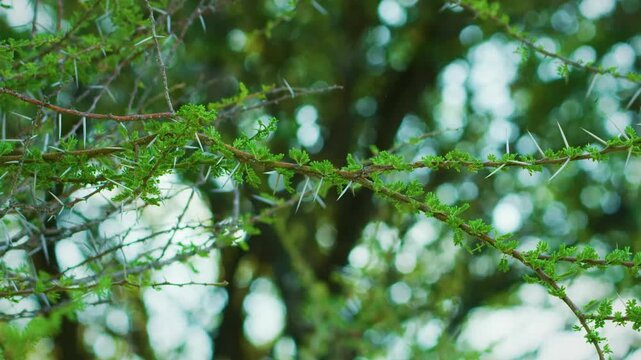 Close up of The shaft-tailed whydah or queen whydah (Vidua regia) is a small, sparrow-like bird in the genus Vidua. 