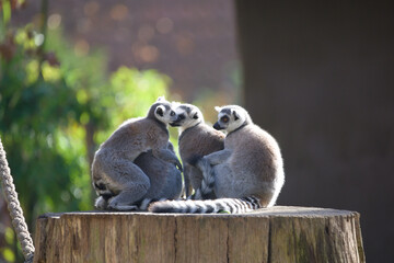 Naklejka premium Ring Tailed Lemurs Sitting Together Playfully