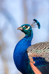 Obraz premium Male Pavo cristatus peacock portrait in Lazienki Park Warsaw Poland. Vertical bird head side view.