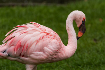 Fototapeta premium Greater flamingos standing on a green meadow near the water close up portrait feathers 