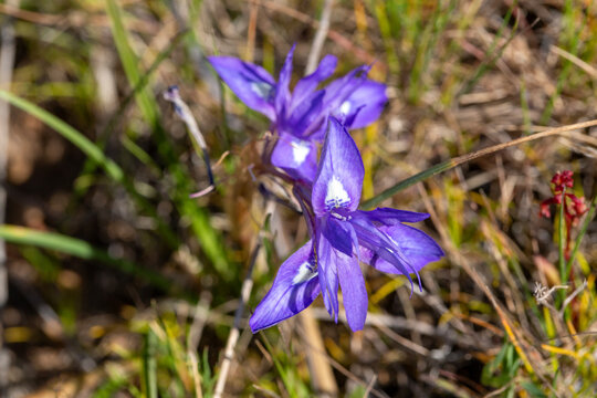 Close up of purple Barbary nut Moraea sisyrinchium blooming in nature in spring