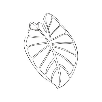 Delicate outline drawing of an elephant ear plant leaf with visible veins