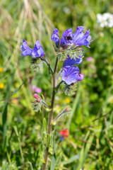 Obraz premium Purple vipers bugloss Echium vulgare wildflowers blooming in sunny field in spring