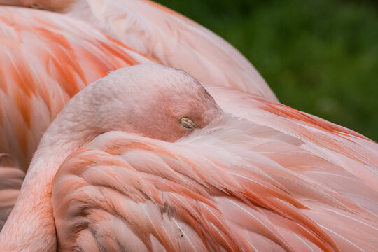 Greater flamingos standing on a green meadow near the water close up portrait feathers

