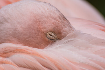Fototapeta premium Greater flamingos standing on a green meadow near the water close up portrait feathers 