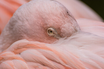 Greater flamingos standing on a green meadow near the water close up portrait feathers  © Stephan