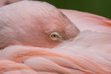 Fototapeta premium Greater flamingos standing on a green meadow near the water close up portrait feathers 