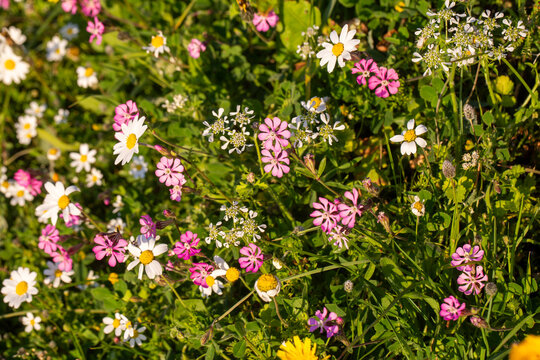 Full frame background of pink silene and white daisy wildflowers blooming in spring meadow