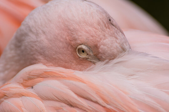 Greater flamingos standing on a green meadow near the water close up portrait feathers
