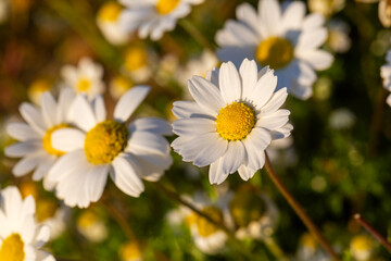 Obraz premium Close up of wild chamomile flowers blooming in sunny green meadow in spring