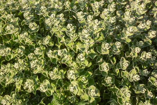 Full frame background of silver Ballota pseudodictamnus plants with fuzzy green leaves