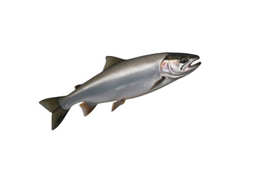 Fototapeta premium Wild pacific salmon fish swimming isolated transparent background