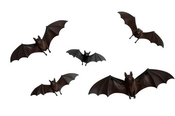 Fototapeta premium Bats flying set on transparent background