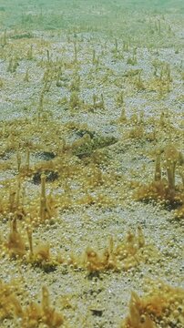 Seabed is covered with tiny bubbles of gas that glitter in evening light. Sand is covered by huge colony of single-celled, gas-emitting algae. Golden-brown slime capsules of microalgae with bubbles