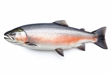 Obraz premium Raw atlantic salmon displaying its vibrant colors