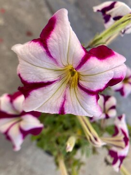 vivid petunia blossom photography. Beautiful flower macro shot. Floral composition