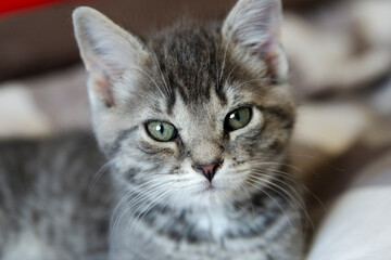 Close-up of a gray kitten © Myriam