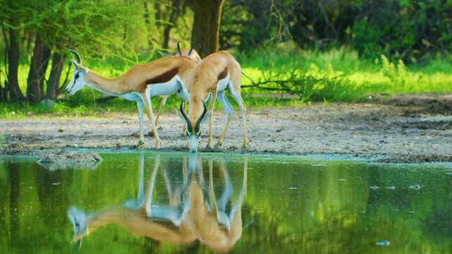 Reflection of three Springboks antelopes (Antidorcas marsupialis) drinking water from a small pond in savannah.