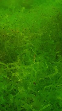 Close-up of Sea Gutweed, Ulva with small mollusks on them. Natural underwater background of seaweed illuminated by sunlight