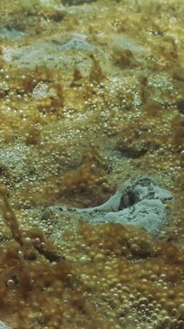 Close-up of Eutrophication hotspot (Hypertrophic zone), seabed is covered with film of brownish slippery coating with capsules of gas bubbles it releases into water and whitish spots mould-like