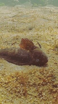 Dead Rusty blenny or Black Sea blenny (Parablennius sanguinolentus) lies in eutrophic area on seabed, small bubbles rising from sea floor covered by thin layer benthic microalgae producing this gas