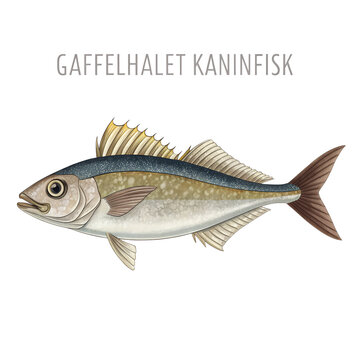 Detailed illustration of a fork-tailed rabbitfish on a white background.