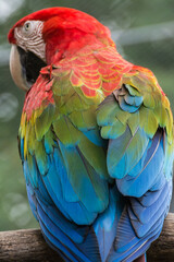 Obraz premium Beautiful scarlet macaw parrot with vibrant red, yellow and blue feathers