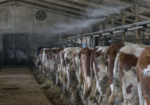 &eacute;levage de vaches, fabrication de fromage, ferme avec bovins, vaches produisant du lait
