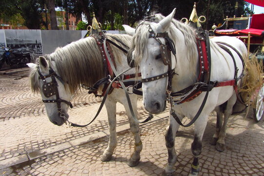 calesa