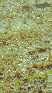 Close-up of tiny gas bubbles in mucous membranes of single-celled seaweed. Colony of microalgae produces gas whose bubbles sparkle in sun. Unicellular algae synthesize gas silvering in sun glare