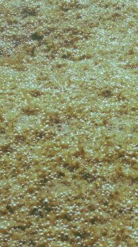 Panorama of oxygen microbubbles generated by vast colony of diatoms. Process of photosynthesis in colonial unicellular algae growing on sandy bottom. Microalgae synthesizing tiny air bubbles, close-up