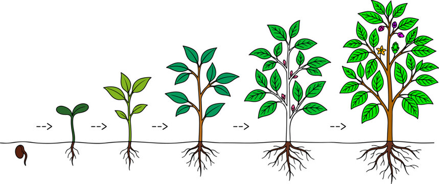 Plant growth stages illustration showing seedling to tree development with roots system progression vector diagram
