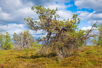 Fototapeta premium Riisitunturi National Park, Finland