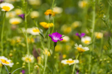 Fototapeta premium Flower Meadow with Poppys and others