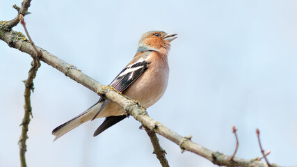 blue tit on branch © lazalnik