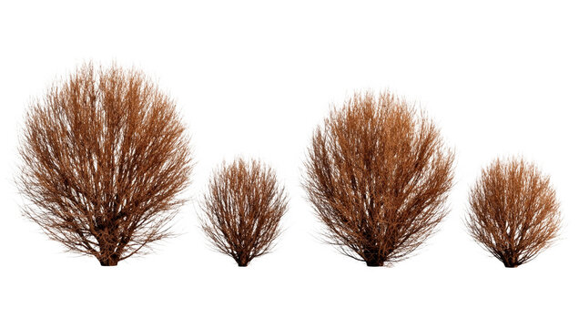 A group of four small round deciduous bushes with thin bare brown branches in winter isolated on transparent background