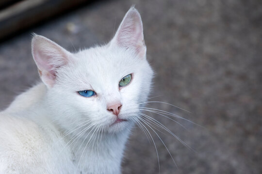 White cat with different colored eyes looking at camera