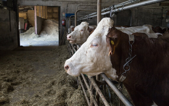 &eacute;levage de vaches, fabrication de fromage, ferme avec bovins, vaches produisant du lait