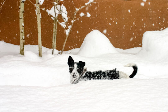 Dog playing in deep snow during winter