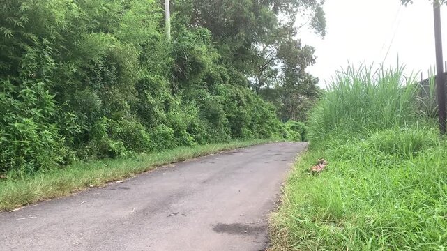 rural environment landscape countryside indonesian village west java village life tropical rural