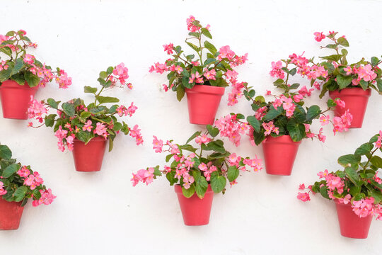 Decorative pink flower pots arranged on white wall