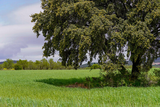 Majestic holm oak tree in vibrant green meadow under clear sky