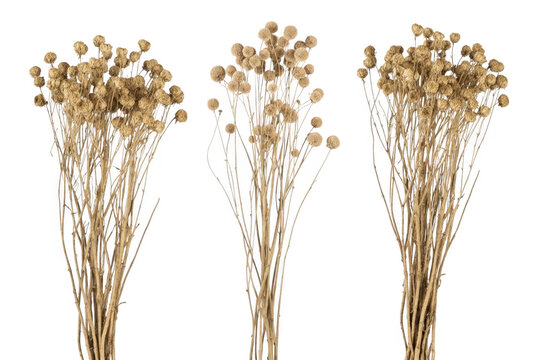 Three distinct bundles of dried brown wildflowers with spherical seed heads on long slender stems isolated on transparent background