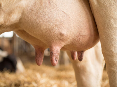 Cow udder, Close up. Looking fresh and healthy