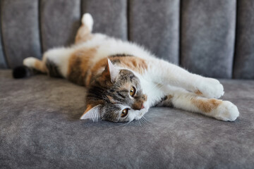Domestic calico cat lounging on a gray sofa, stretching out with paws extended and relaxed posture in a cozy indoor living space